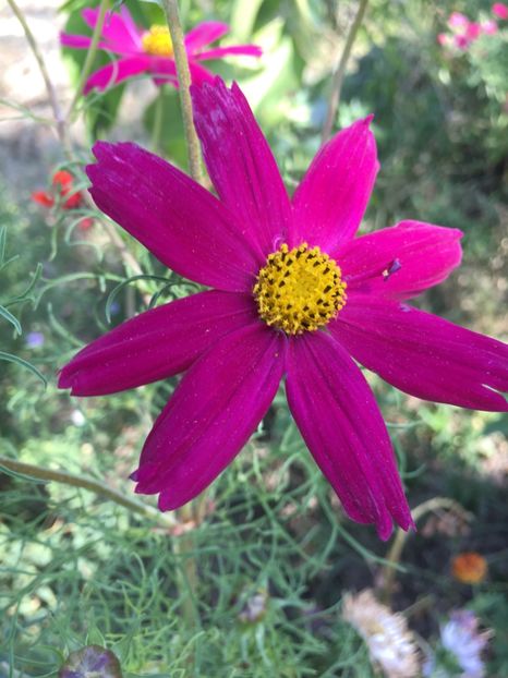 Cosmos - Flori la balta 2017