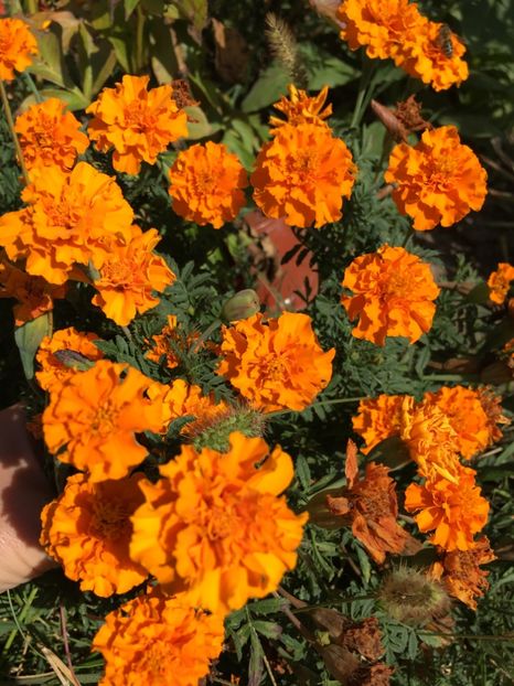  - Flori la balta 2017