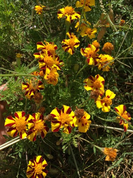  - Flori la balta 2017