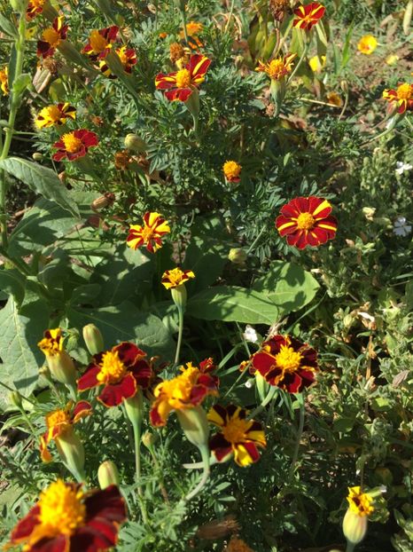  - Flori la balta 2017