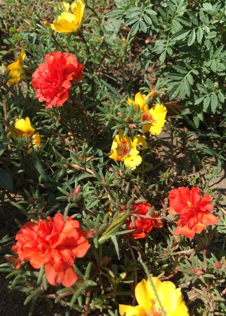  - Flori la balta 2017