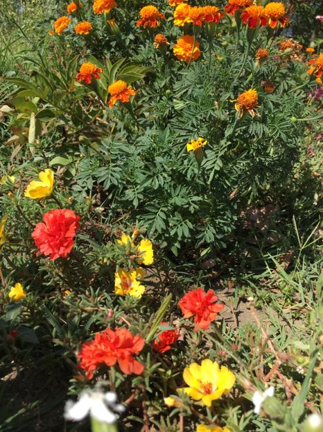  - Flori la balta 2017