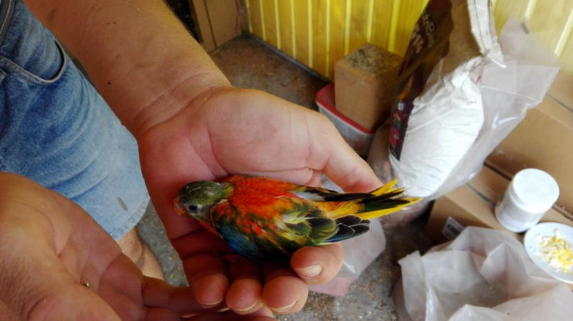 thumbnail - Papagali neophema