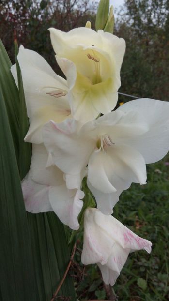  - Diverse floricele dragi sufletului meu