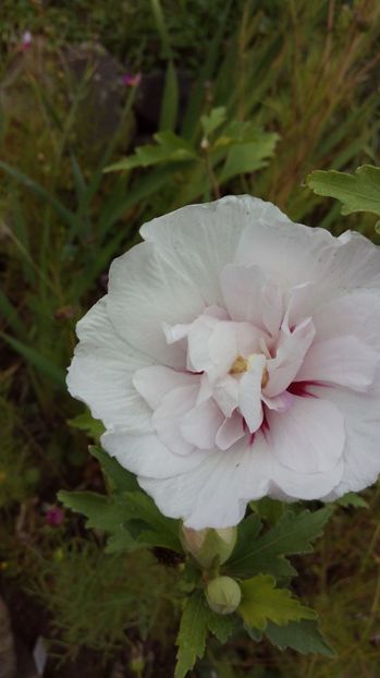  - Diverse floricele dragi sufletului meu