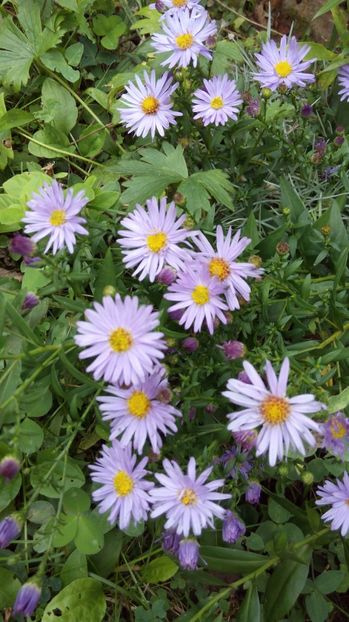  - Diverse floricele dragi sufletului meu