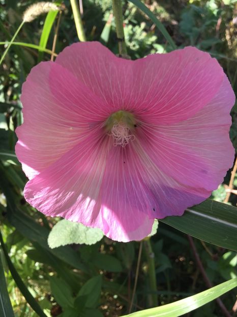  - Flori la balta 2017