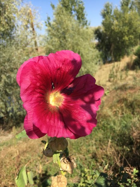  - Flori la balta 2017