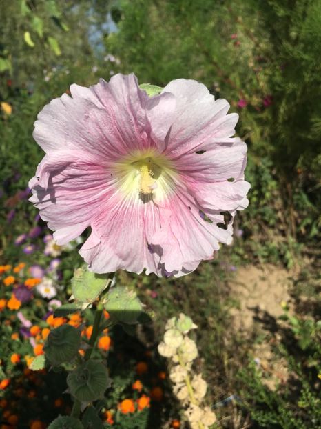  - Flori la balta 2017