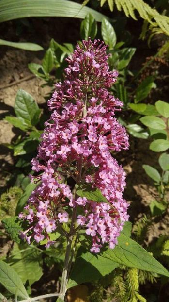  - Diverse floricele dragi sufletului meu