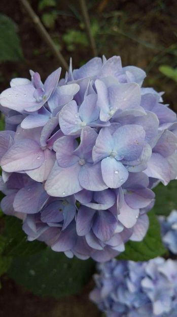  - Diverse floricele dragi sufletului meu