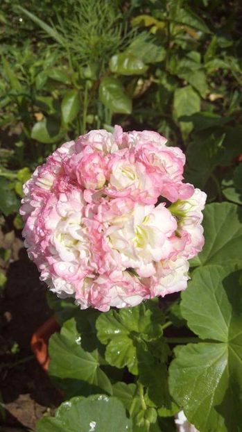  - Diverse floricele dragi sufletului meu