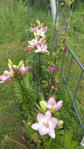  - Diverse floricele dragi sufletului meu