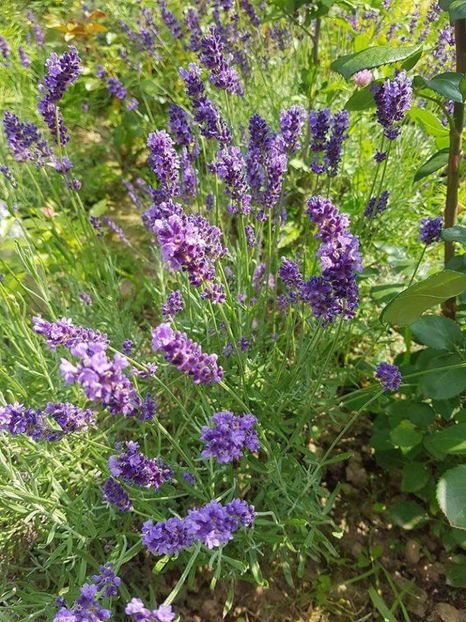  - Diverse floricele dragi sufletului meu