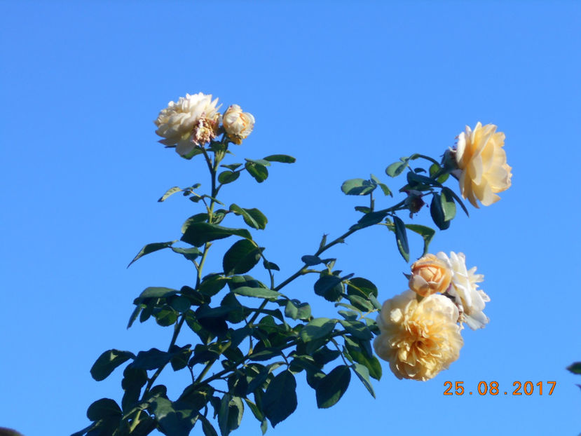  - 4TRANDAFIRI 2017