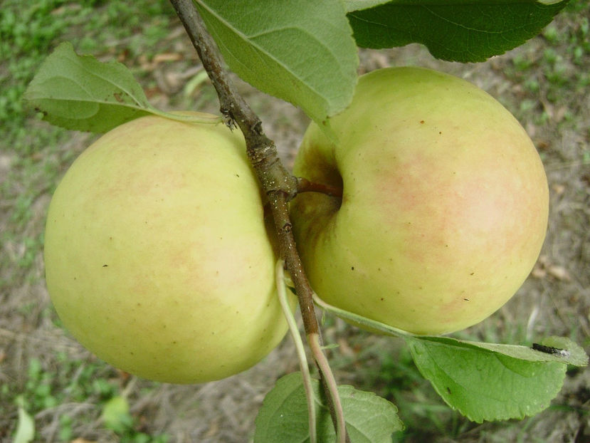 Mar Galben 1 - Măr Galben