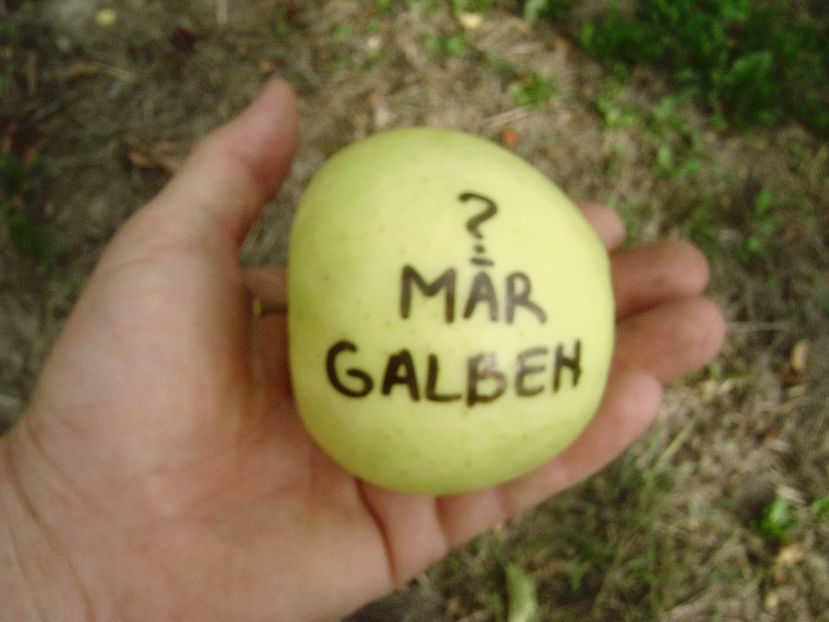 Mar Galben - Măr Galben