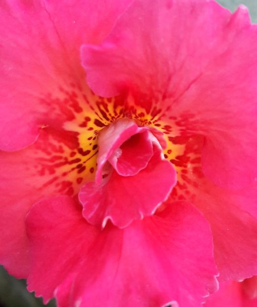 Aurika - 04 Achimenes - centrul florilor