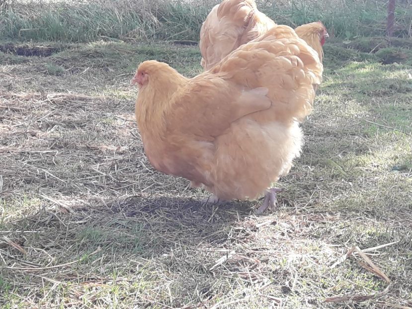  - G ORPINGTON GALBEN