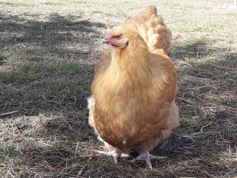  - G ORPINGTON GALBEN