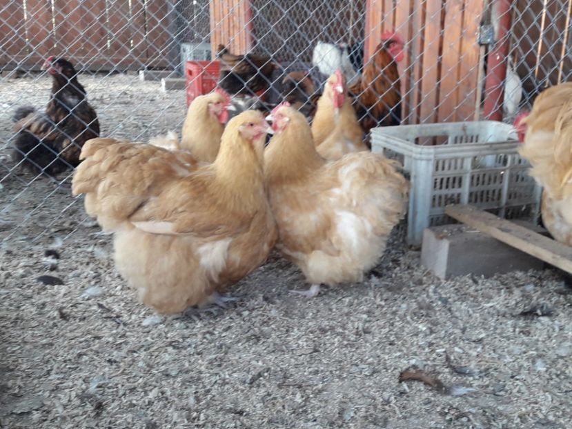  - G ORPINGTON GALBEN