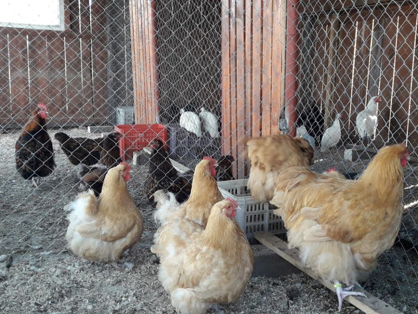  - G ORPINGTON GALBEN