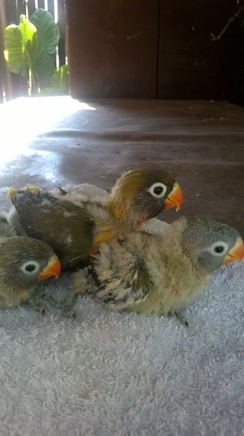  - agapornis de vanzare