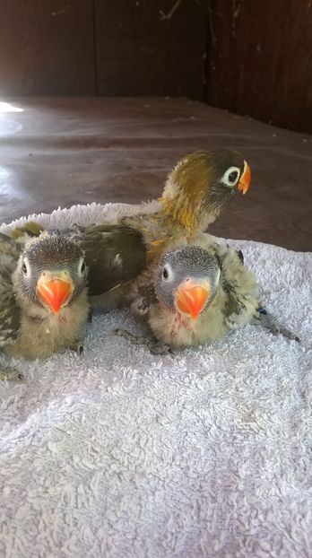  - agapornis de vanzare