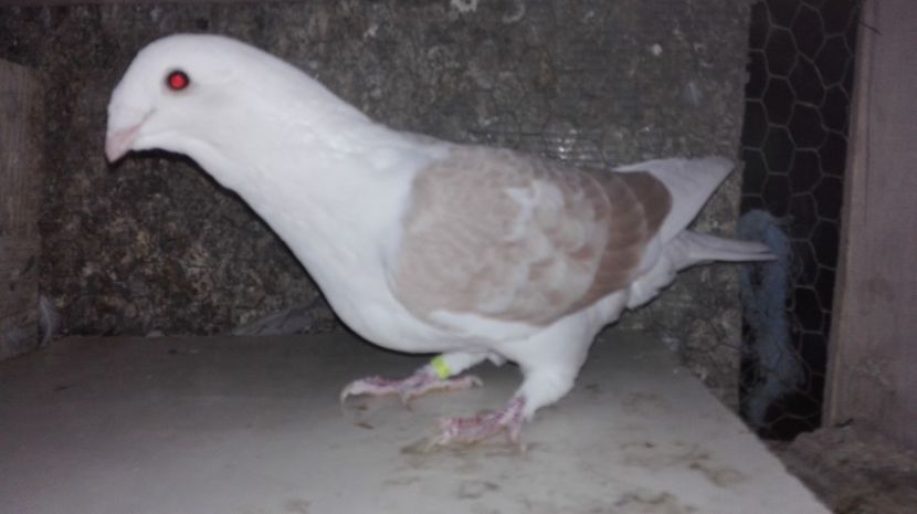  - Album  GALBENI__PIESE__standard