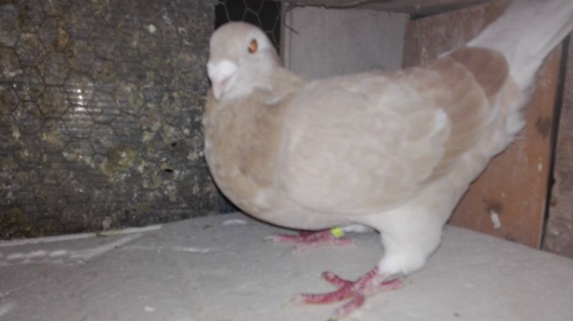 2017 - Album  GALBENI__PIESE__standard