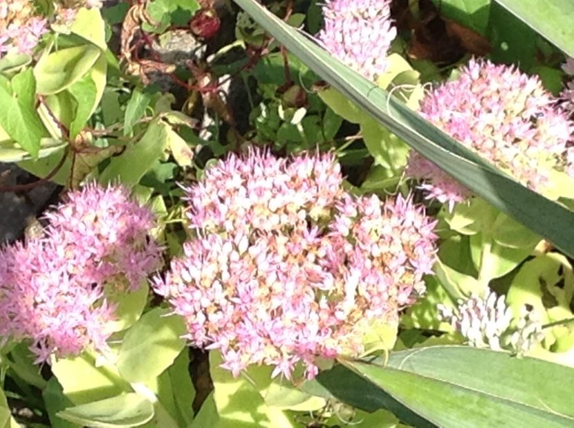  - GGG TTrandafiri Mosie 2017