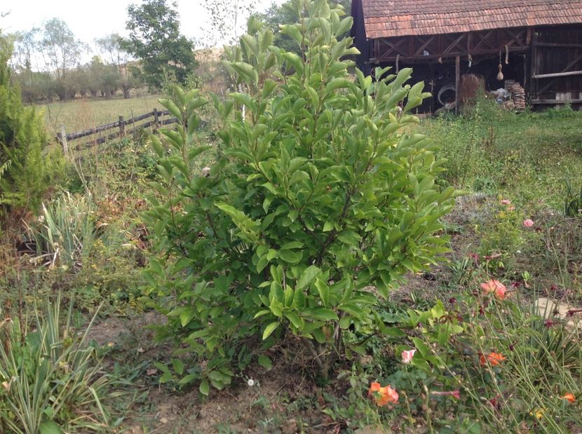  - GGG TTrandafiri Mosie 2017