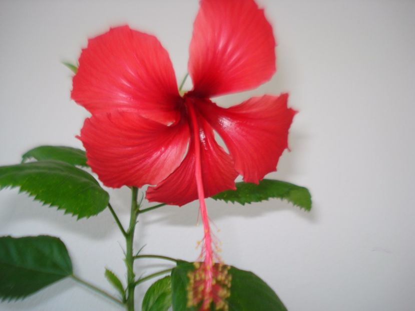  - HIBISCUS 2017