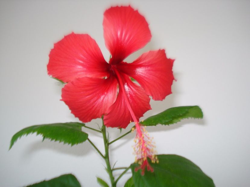  - HIBISCUS 2017