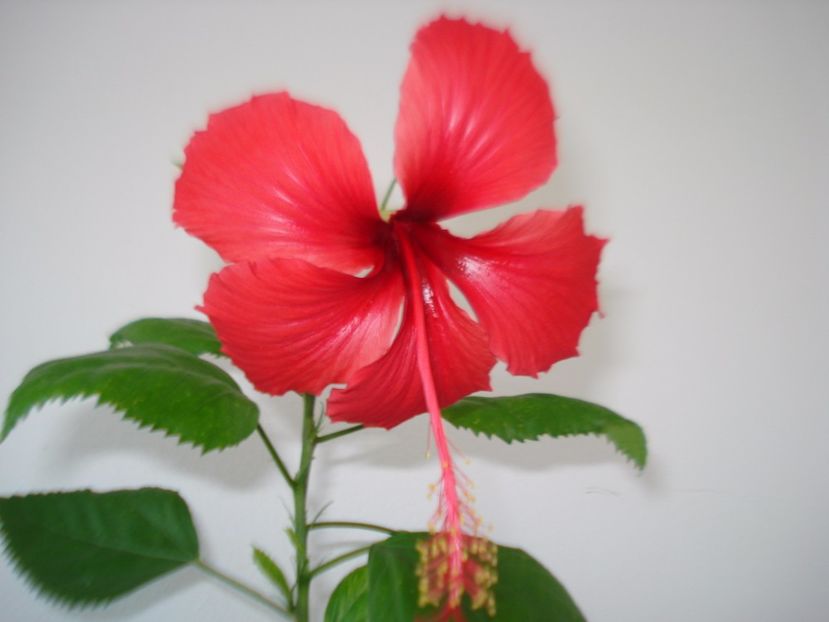  - HIBISCUS 2017