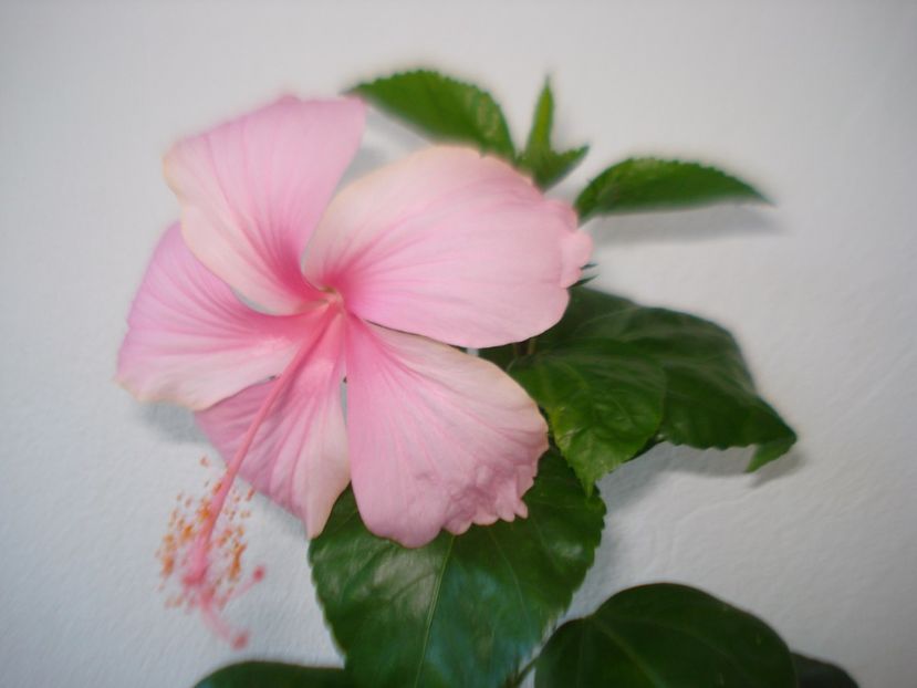  - HIBISCUS 2017