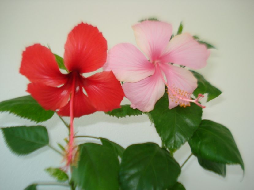  - HIBISCUS 2017