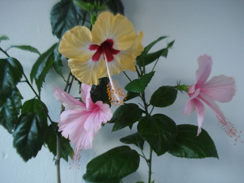  - HIBISCUS 2017