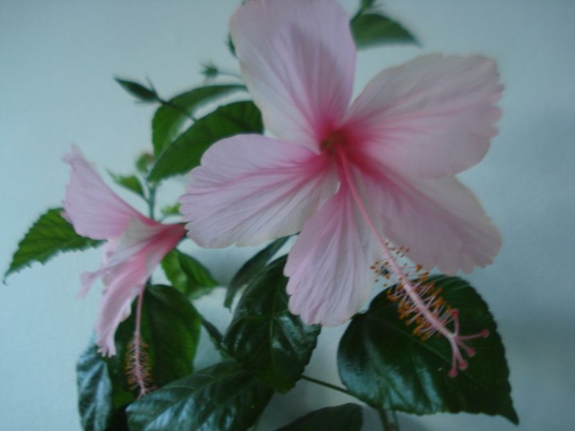  - HIBISCUS 2017