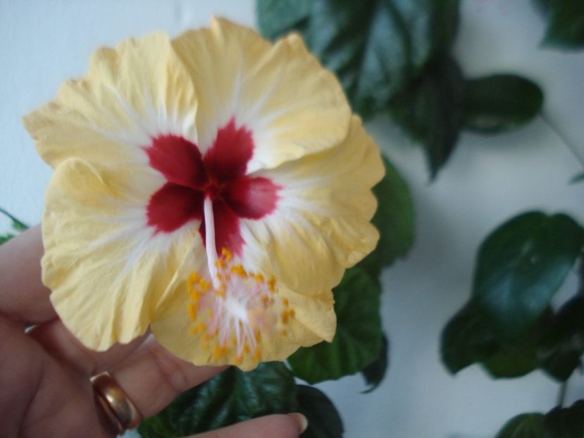  - HIBISCUS 2017