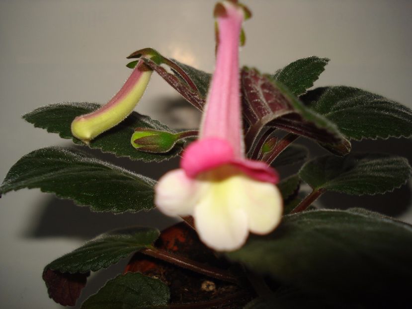  - Sinningia Stone_s Yulia