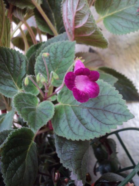  - 02 2017 - Smithicodonia Heartland s Joy