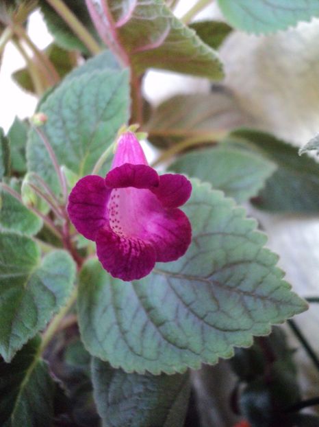  - 02 2017 - Smithicodonia Heartland s Joy