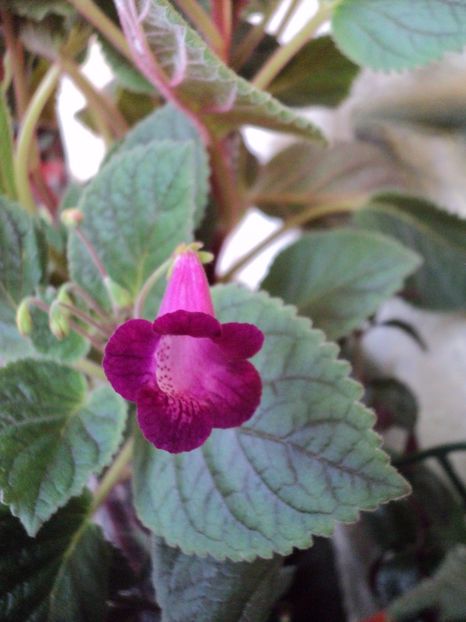  - 02 2017 - Smithicodonia Heartland s Joy