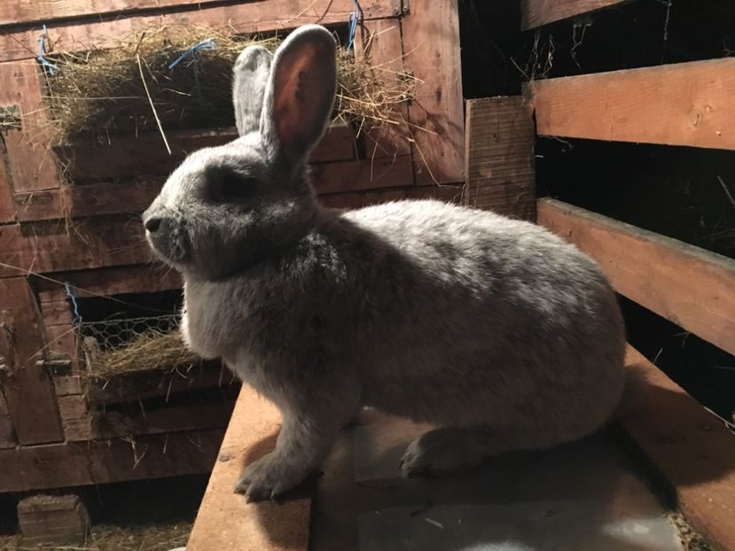 19.09.2017 5,8 kg - F 0-1 249 Z309