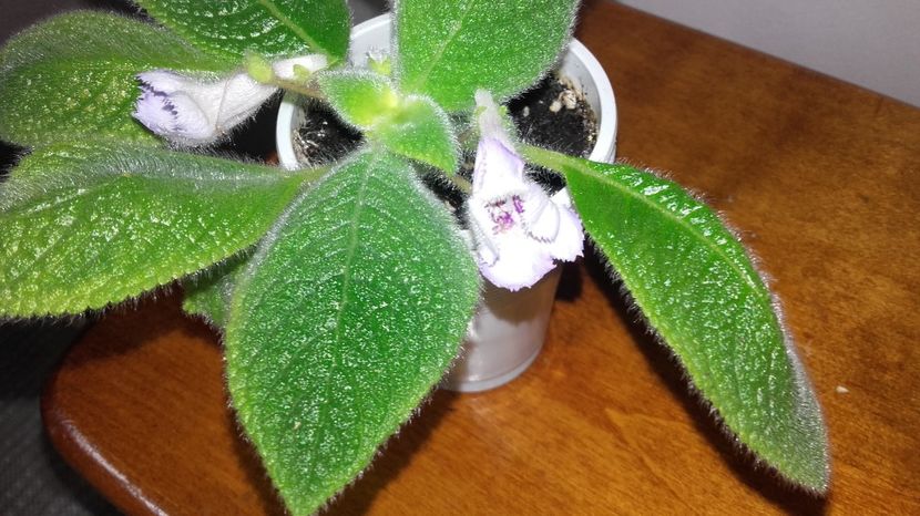 20170919_145859[1] - Sphalera