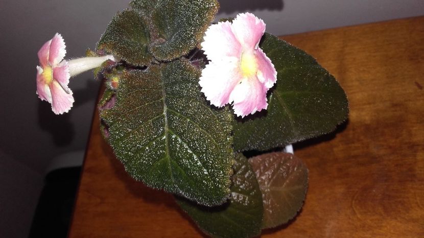 20170919_145726[1] - Star of Bethlehem