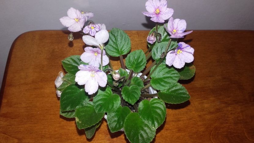 20170919_123025[1] - Frosted Fantasy trail