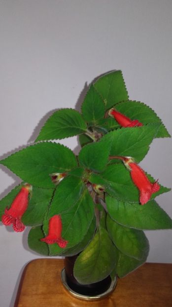 20170919_134252[1] - la kohlerii