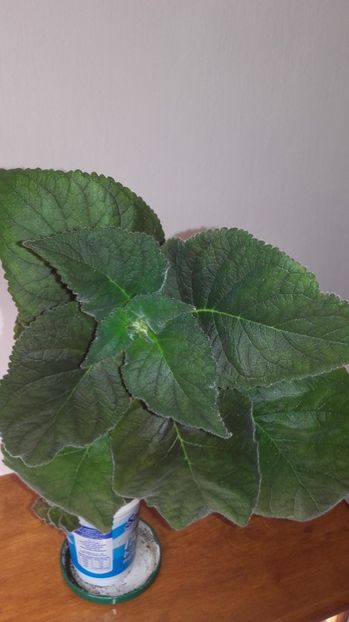 20170919_133433[1] - Kohlerii